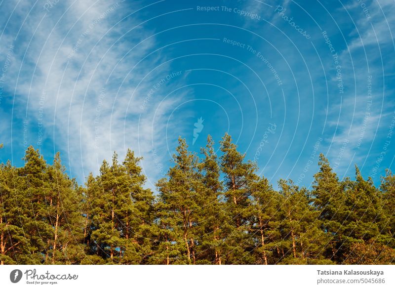 Blauer Himmel und weiße Wolken über den Kronen von Pinienbäumen. Ein gewölbter Raum für Text und Design. Wald Baum Natur Landschaft Tiefblick Kiefer Waldgebiet