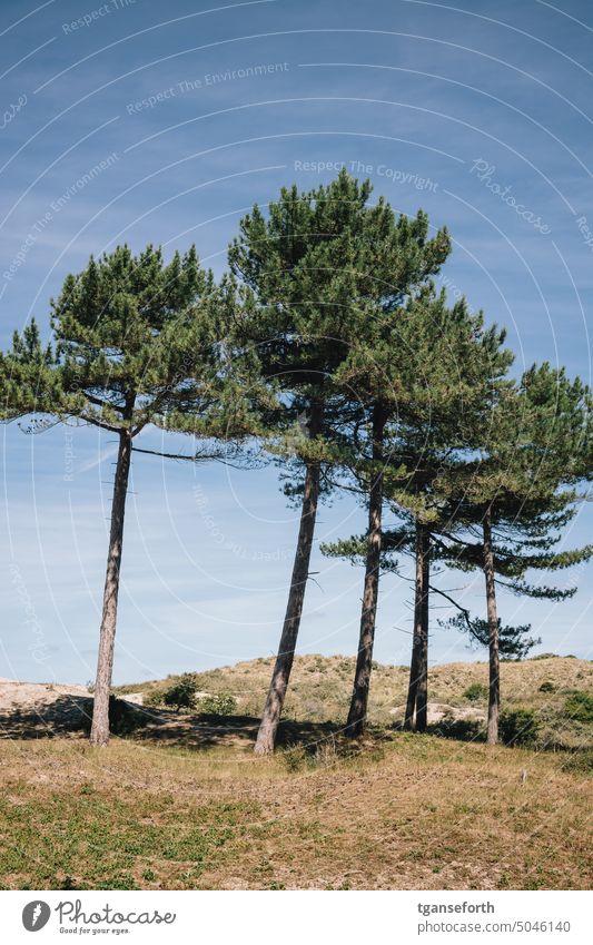 Nationalpark Zuid Kennemerland Nordsee Niederlande Strand Sand Himmel Landschaft Natur Wolken Horizont Tourismus Farbfoto Wasser Küste Ferien & Urlaub & Reisen