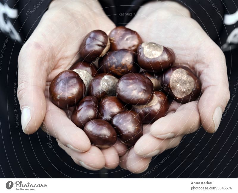 Eine Handvoll Kastanien in Männerhänden Herbst Herbstgefühle Hände Kastanienzeit in der Hand gehalten braun sammeln Natur Jahreszeiten in der Hand haben