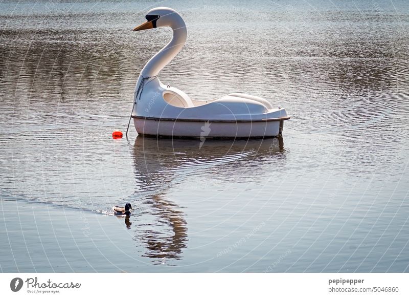 Mama?!? Schwan-Tretboot Schwan Schwan Schwan Schwan Schwan Schwan Wasser See Tier Vogel Schnabel Hals weiß Außenaufnahme Teich Mutter Im Wasser treiben