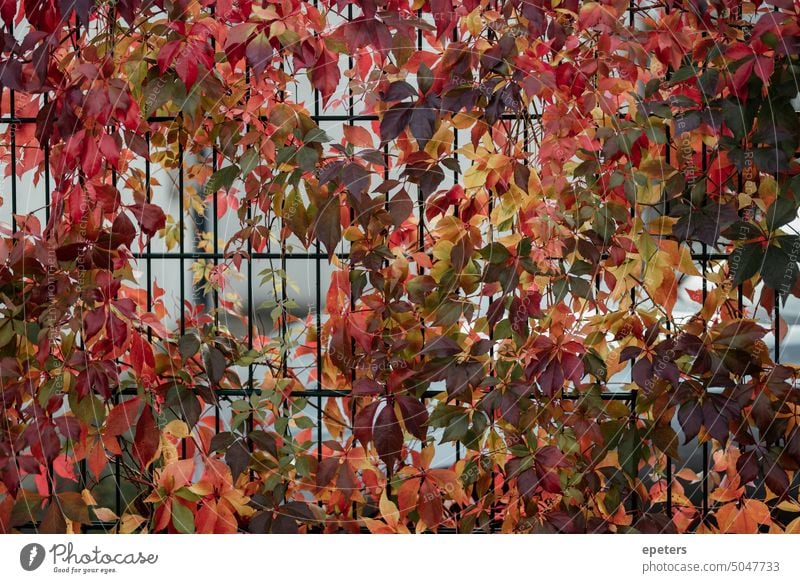 Metallzaun mit bunten Herbstblättern Blatt Blätter Herbstlaub Laubwerk Herbststimmung Herbstfärbung herbstlich Jahreszeiten Natur Herbstfarben Herbstwetter gelb