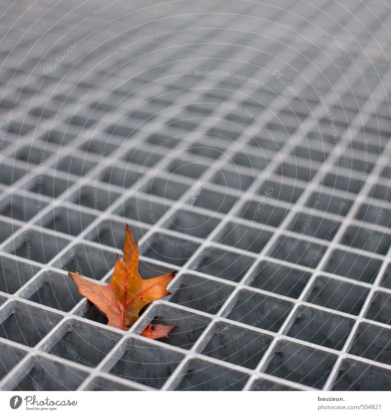 keine lösung. Natur Herbst Blatt Fußmatte Wege & Pfade Gitterrost Metall Linie entdecken festhalten braun grau Müdigkeit Platzangst Trägheit bequem Feigheit