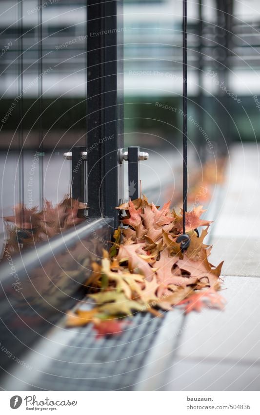 sammelstelle. Gartenarbeit Herbst Wind Baum Blatt Park Hochhaus Bankgebäude Gebäude Architektur Fassade Fenster Wasserrinne Wetterschutz Wege & Pfade Stein