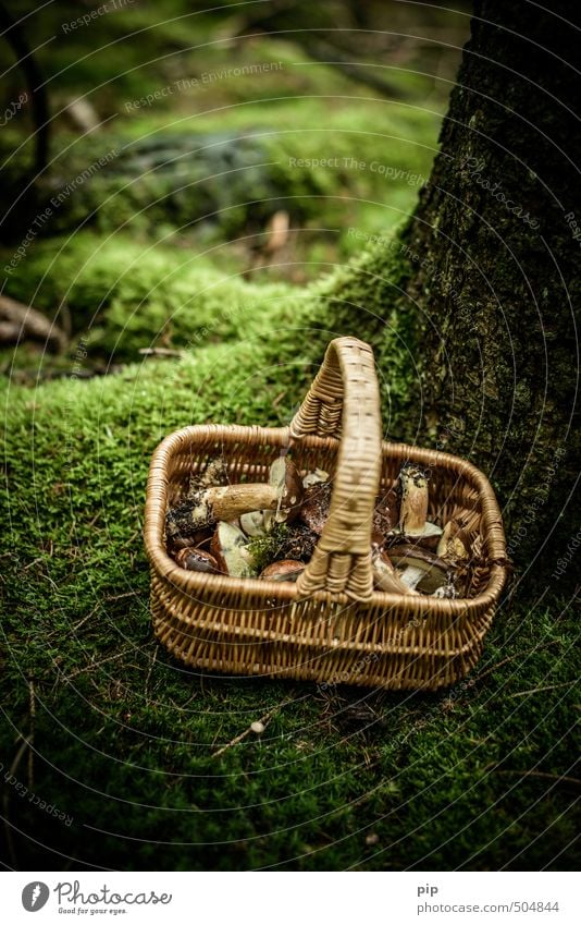 schwammerlsammler Natur Pflanze Herbst Moos Pilz Maronenröhrling Wald frisch braun grün Essen Ernährung Sammlung Korb feucht Farbfoto Gedeckte Farben