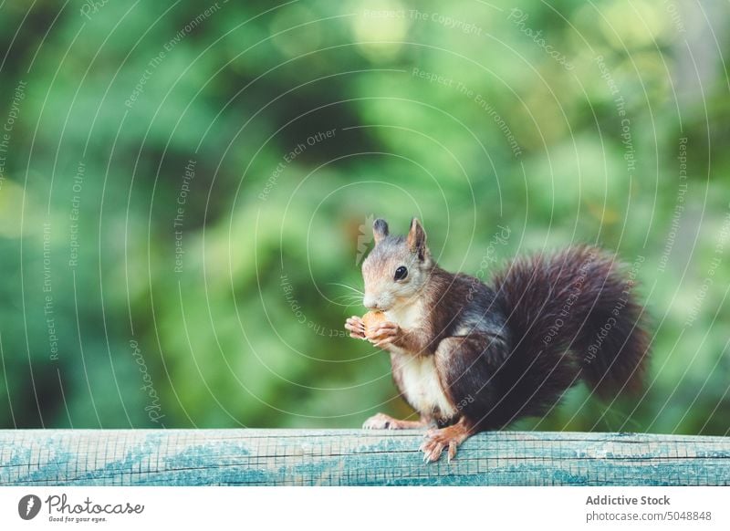 Süßes Eichhörnchen auf Holztisch Park Herbst Gras Fell Essen Rasen Nut Tier Natur Tierwelt Tisch hölzern Säugetiere niedlich Nagetiere klein pelzig fluffig