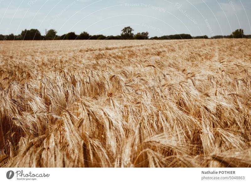 Weizenfeld vor der Ernte Ackerbau Nutzpflanze Zerealien ländlich Kornfeld Sommer Umwelt Feld Landschaft Natur Getreidefeld Außenaufnahme gold Ohr Pflanze