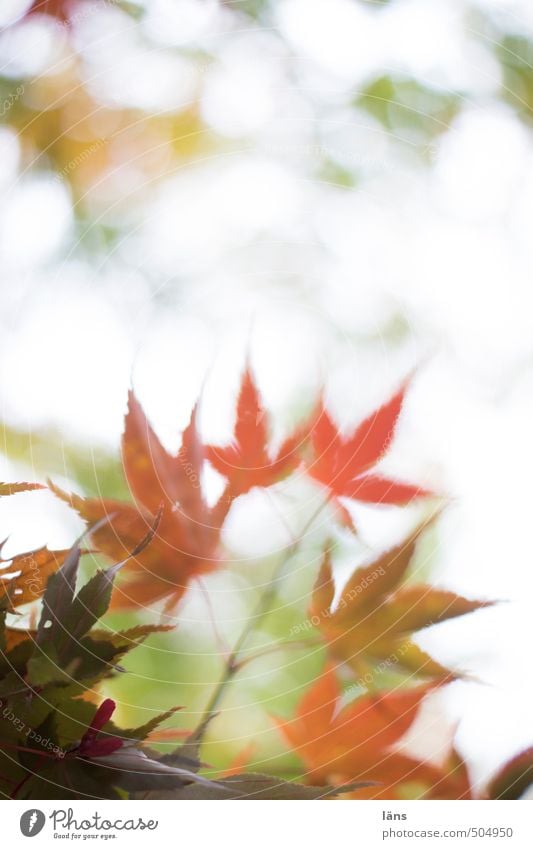 herbstgeflüster ll Herbst Blatt Wandel & Veränderung Natur Menschenleer Ahorn Ahornblatt Färbung