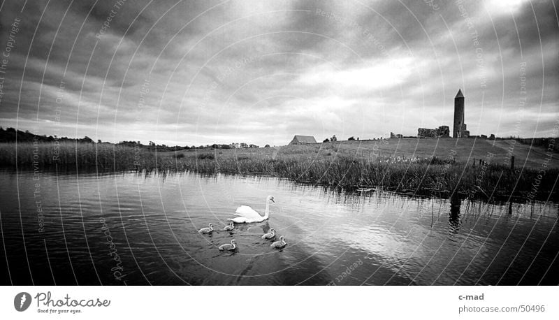 Derwenish Island mit Schwaenen Nordirland Bauwerk Ruine Kelten Friedhof Grab Wolken schwarz weiß Sommer Tier Schwan Fluss Turm Baustelle Kloster Rücken