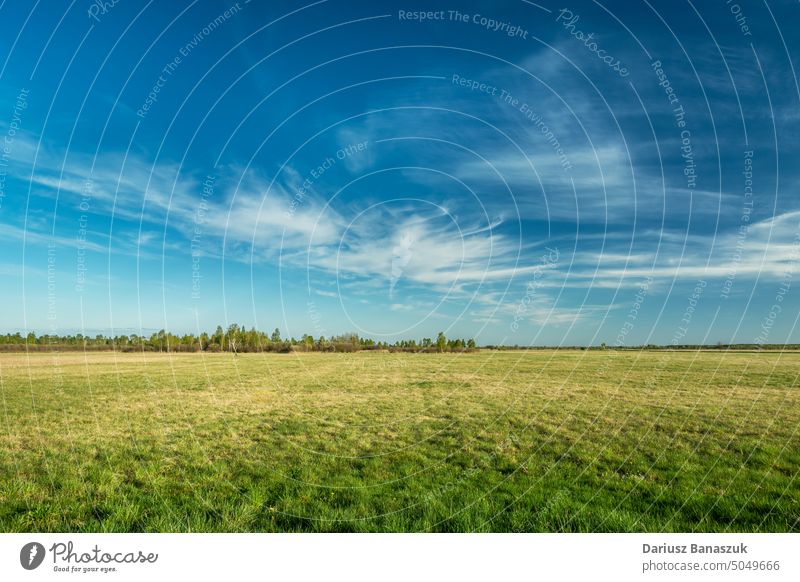 Frühlingswiese bis zum Horizont und weiße Wolken am Himmel Wiese Landschaft Sonnenlicht blau Gras grün Rasen ländlich Cloud Feld Hintergrund Pflanze Sommer