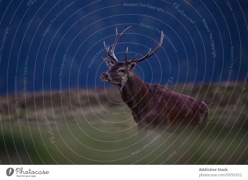 Hirsche mit Hörnern im Wald Tier Fauna Tierwelt Hupe Weide Säugetier wild Pflanzenfresser Wiese Rasen Natur Zoologie Buchse Gras fallen Bargeld Kreatur