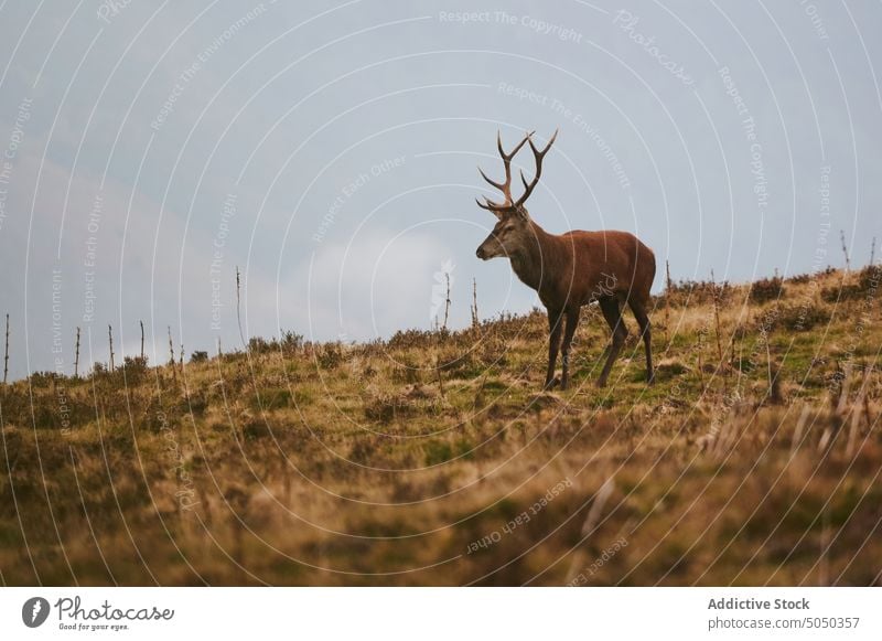 Hirsch mit Hörnern auf einer Wiese Hirsche Tier Fauna Tierwelt Hupe Weide Säugetier wild Pflanzenfresser Rasen Natur Zoologie Gras fallen Bargeld Kreatur