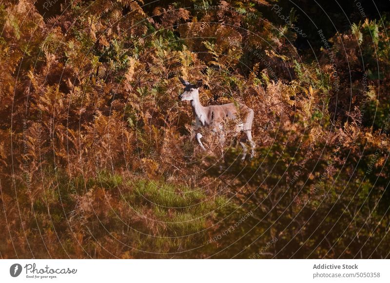 Hirsche mit Hörnern im Wald Tier Fauna Tierwelt Hupe Weide Säugetier wild Pflanzenfresser Wiese Rasen Natur Zoologie Buchse Gras fallen Bargeld Kreatur