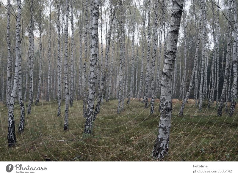 Pflanze | Pilzwald Umwelt Natur Landschaft Herbst Baum Wald natürlich Birkenwald Farbfoto Gedeckte Farben Außenaufnahme Menschenleer Tag