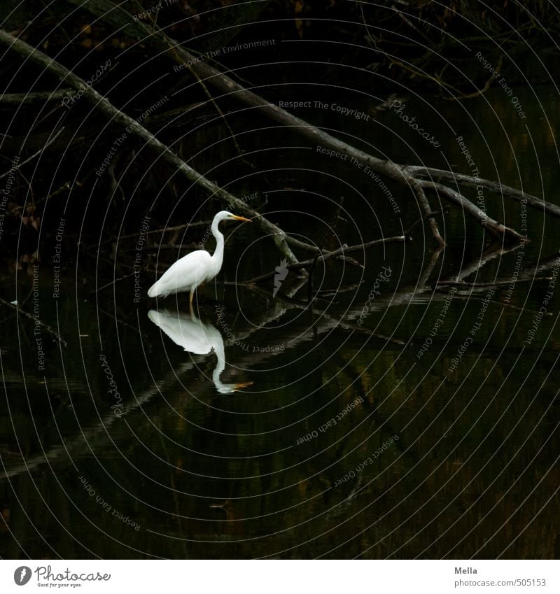 Obenunten Umwelt Natur Pflanze Tier Wasser Baum Ast Seeufer Teich Wildtier Vogel Reiher Silberreiher 1 stehen dunkel natürlich Stimmung geheimnisvoll ruhig