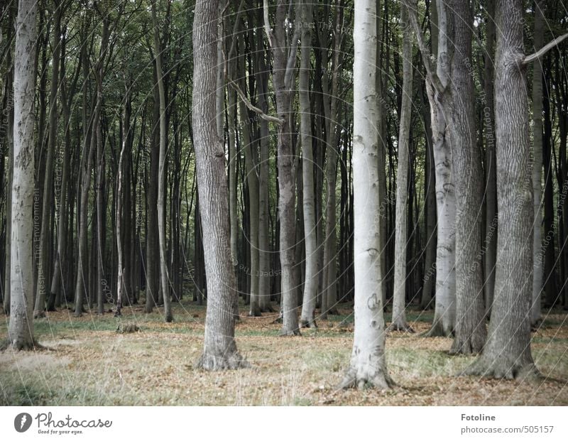 Gespensterwald Umwelt Natur Landschaft Pflanze Herbst Baum Wildpflanze Wald kalt natürlich spukhaft Buchenwald Farbfoto Gedeckte Farben Außenaufnahme