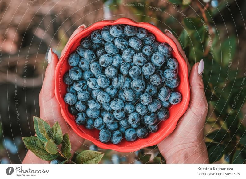 Frau hält Blaubeeren auf Gartenhintergrund. Reiche Brombeerernte. Frische reife Bio-Beeren - große Heidelbeere Pflanze. Diät, Antioxidantien, gesunde vegane Ernährung. Bio, organische Ernährung