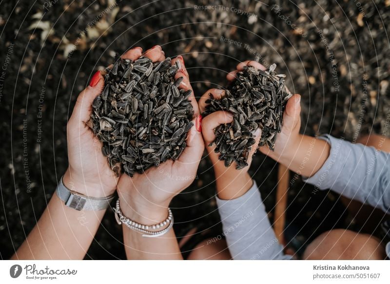 Hände voll mit Sonnenblumensamen, Mutter und Kind mit reicher Ernte. Dreschen von Sonnenblumenkernen mit der Hand. Glückliche Familie. Menschengruppe Mama