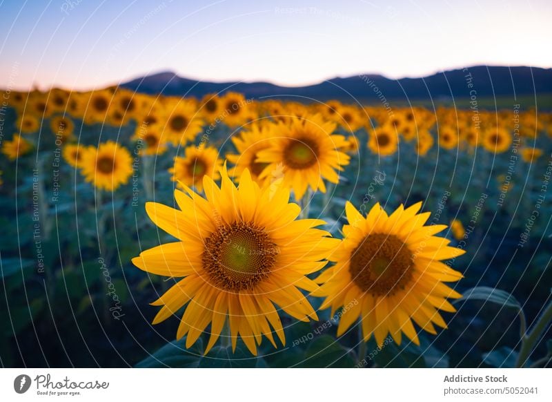 Blühende Sonnenblumen im Sommerfeld Feld Blütezeit gelb Landschaft Natur Ackerbau Umwelt Blume malerisch ländlich Saison Pflanze Bauernhof Flora Wachstum