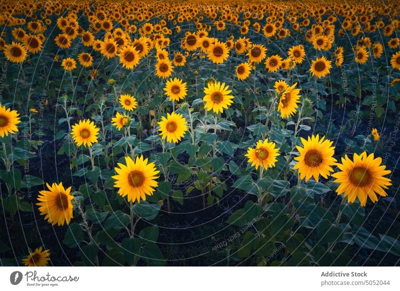 Blühende Sonnenblumen im Sommerfeld Feld Blütezeit gelb Landschaft Natur Ackerbau Umwelt Blume malerisch ländlich Saison Pflanze Bauernhof Flora Wachstum