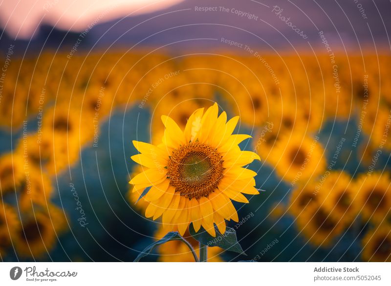 Blühende Sonnenblumen im Sommerfeld Feld Blütezeit gelb Landschaft Natur Ackerbau Umwelt Blume malerisch ländlich Saison Pflanze Bauernhof Flora Wachstum