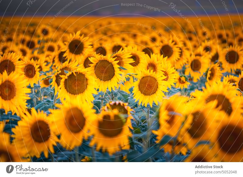 Blühende Sonnenblumen im Sommerfeld Feld Blütezeit gelb Landschaft Natur Ackerbau Umwelt Blume malerisch ländlich Saison Pflanze Bauernhof Flora Wachstum