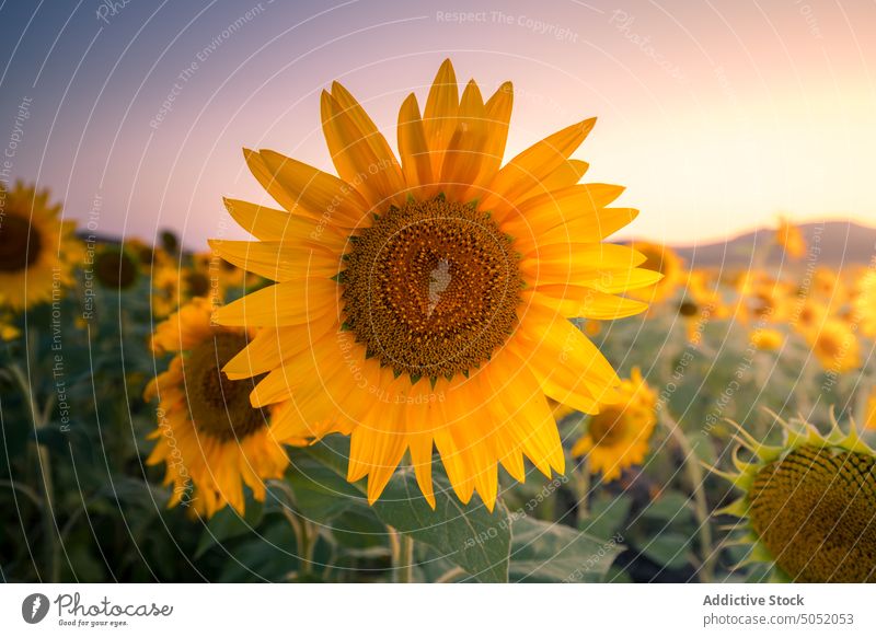 Blühende Sonnenblumen im Sommerfeld Feld Blütezeit gelb Landschaft Natur Ackerbau Umwelt Blume malerisch ländlich Saison Pflanze Bauernhof Flora Wachstum