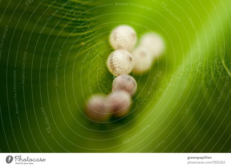 Kinderstube Umwelt Natur Tier Blatt Bananenstaude Schmetterling Tierjunges grün Kindheit Ei Schmetterlingseier Raupe Geburt klein Farbfoto Nahaufnahme