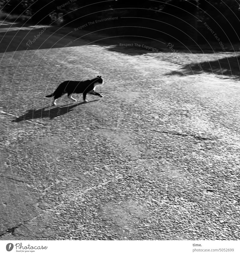 Dorfmiezer auf Kontrollgang Katze Straße schleichen Sonnenlicht schattig asphalt Dorfstraße Silhouette Gegenlicht anschleichen vorsichtig aufmerksam