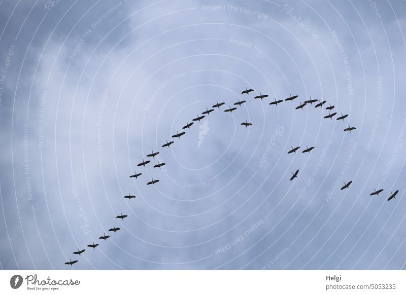 viele Kraniche ziehen vor wolkigem Himmel in Richtung Süden Vogel Zugvogel Vogelzug Vogel des Glücks Herbst Wolken Freiheit Wildtier fliegen frei Außenaufnahme