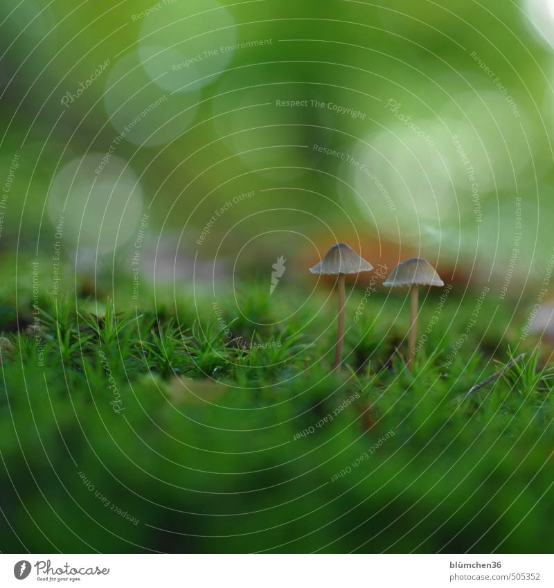 Neulich im Wald ... Natur Pflanze Herbst Pilz Pilzhut Moos Moosteppich stehen Wachstum klein lecker natürlich schleimig braun grün Lebensmittel Gemüse Ernährung