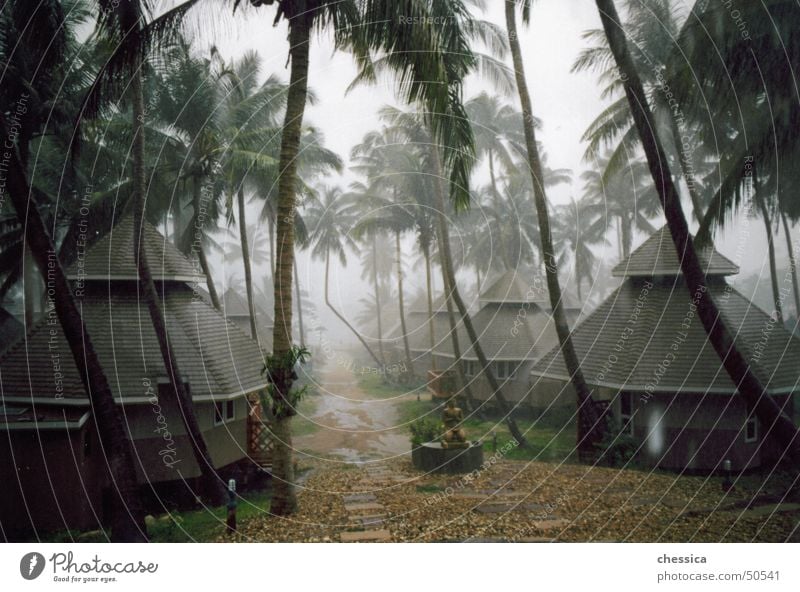 Tropengewitter Urwald Wald Palme Kho Tao Thailand Asien Trauer schön Physik feucht Schwüle Ferien & Urlaub & Reisen Strohhütte Meer Pazifik grün braun Sturm