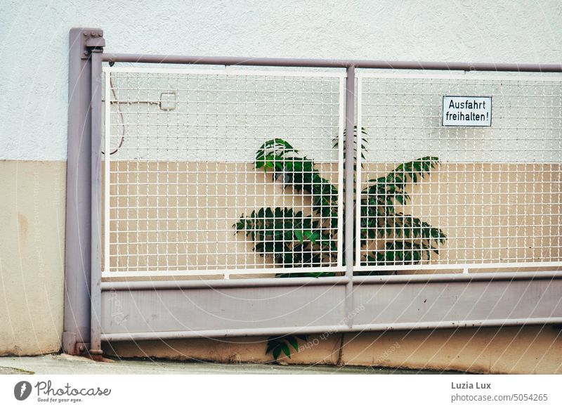 Götterbaum eingeklemmt hinter einem Einfahrtstor Ailanthus altissima Pionierbaum Stadt eng Kämpfer hartnäckig hart im Nehmen Tor Gebäude Straße urban grün