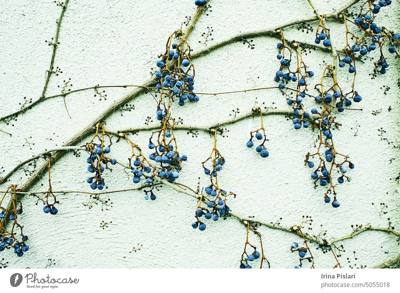 Alte Wilde Weinbeeren aus dem Vorjahr. Trockene Zweige an der Wand. Rote Efeublätter an einer Betonwand. Architektur Hintergrund schön Schönheit Beeren schwarz