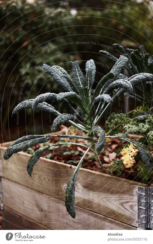 Nero di Toscana - Grünkohl im Holzhochbeet Kale angehoben Palettenrahmen Holzrahmen Rahmen Beet Pflanze Gemüse Ernährung Gesunde Ernährung Veganer Vegetarier