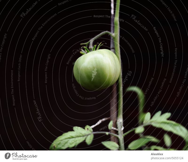 Eine einzelne, grüne Tomate an der Tomatenpflanze am Stock mit Blätter im Hintergrund Pflanze Essen Nahrung Gemüse Gesunde Ernährung Frucht Stengel ZUcht