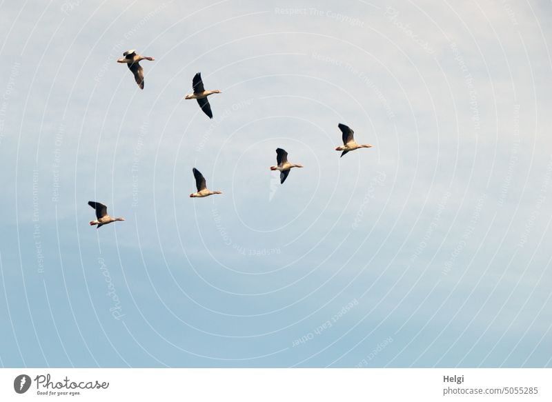 ab in den Süden - 6 Wildgänse fliegen vor blaugrauem Himmel Vogel Gans Wildgans Zugvogel Vogelzug Herbst gemeinsam Wildtier Freiheit Vogelflug Vogelschwarm