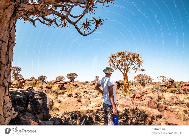 ich steh im wald Fernweh Wärme Abenteuer Familie Ferne Pflanze Keetmanshoop beeindruckend besonders Himmel Natur Ferien & Urlaub & Reisen Farbfoto Wüste Afrika