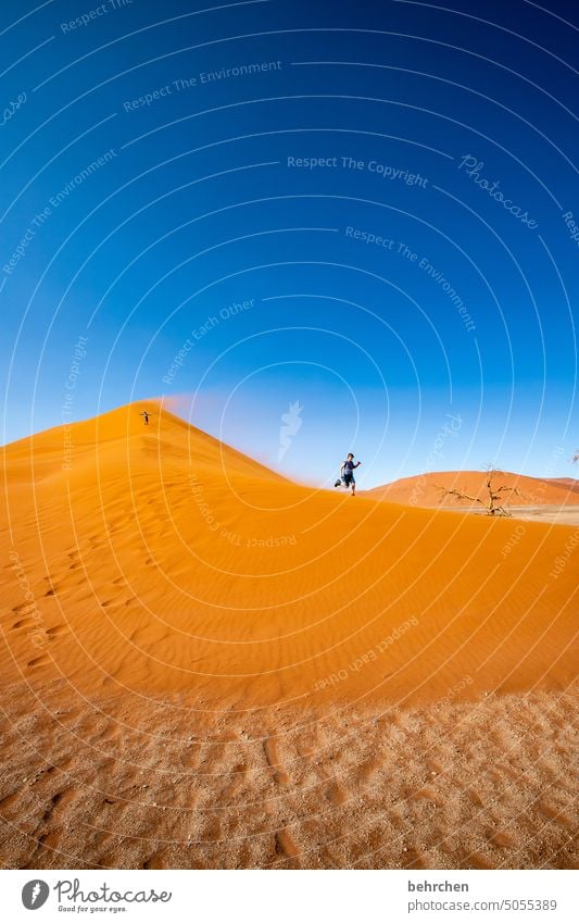 sandfloh sanddüne Dünen beeindruckend besonders Ferien & Urlaub & Reisen Natur Abenteuer Einsamkeit Landschaft Farbfoto reisen Fernweh Sesriem dune 45 Sand