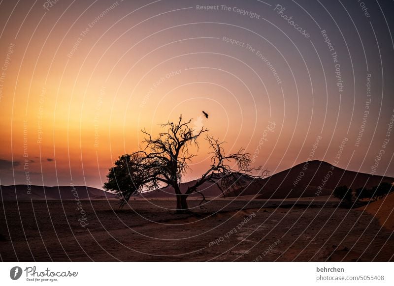 wenn der tag die nacht berührt stille Äste und Zweige romantisch kitschig Morgendämmerung Dämmerung Sonnenaufgang Vögel Baum sanddüne Dünen magisch