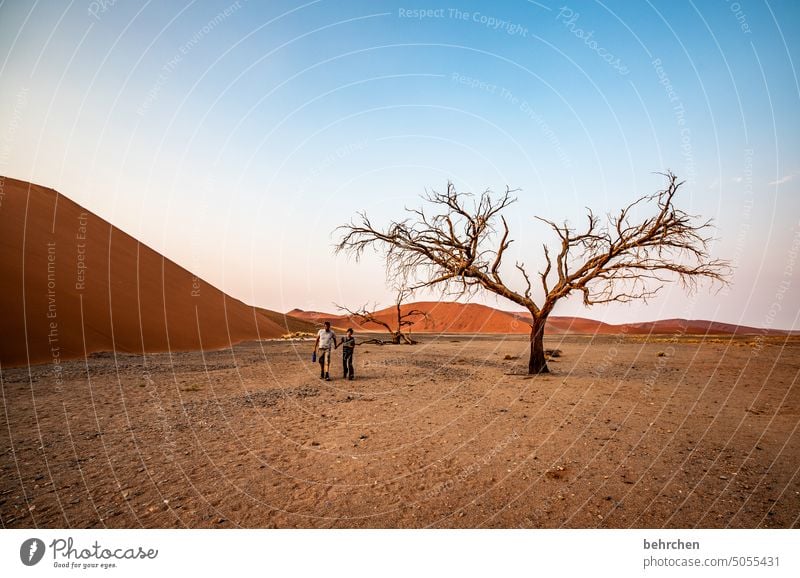 baumgeschichten Baum Akazie magisch sanddüne beeindruckend Düne Einsamkeit Landschaft Dünen Fernweh Ferne Namibia Afrika Wüste Sand dune 45 Sesriem Sossusvlei