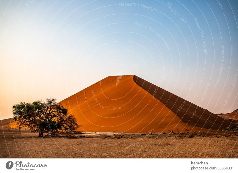 morgenlicht Baum stille beeindruckend sanddüne Sesriem Sonnenaufgang Natur romantisch Morgendämmerung Freiheit besonders Ferne Namibia magisch Düne kitschig