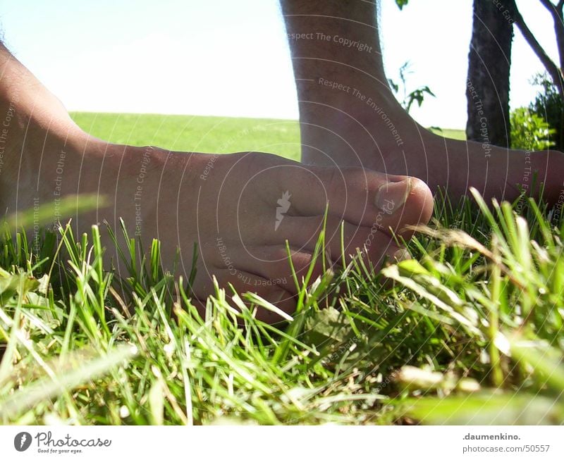 Sinnenbad Gras Wiese Zaun grün braun zögern Barfuß planen Baum Halm Zehen Sommer Mann Rasen Fuß Sinnesorgane Gefühle Inspiration genießen