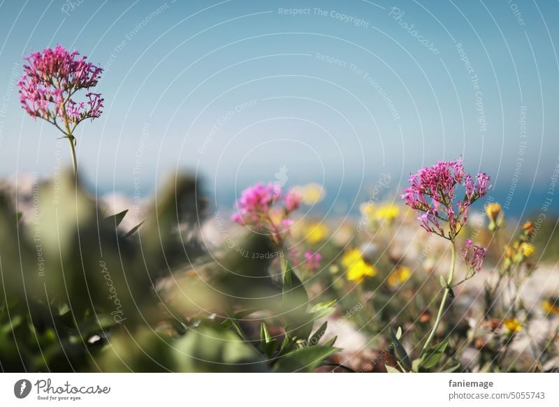 Blumenwiese im Oktober Blühen Pflanzen Iles du Frioul Marseille Felsen Pink Gelb Blauer himmel Natur Wiese Blüte Sommer blühen gelb natürlich Außenaufnahme