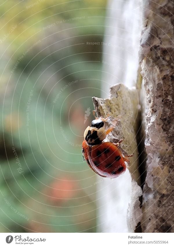 Ein Marienkäfer krabbelt in einem Lost Place über abblätternden Putz und sucht dort nach einem Winterquartier. Käfer rot Tier Insekt Nahaufnahme Makroaufnahme