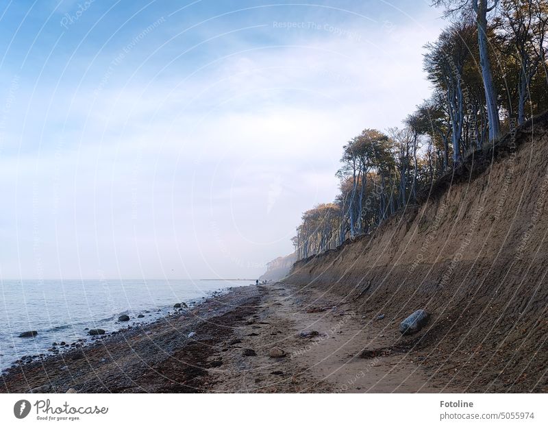 2300 - Lieblingsorte / Der Strand am Gespensterwald in Nienhagen liegt noch leicht im Nebel. So wirkt alles sehr geheimnisvoll und magisch. Außenaufnahme Wald