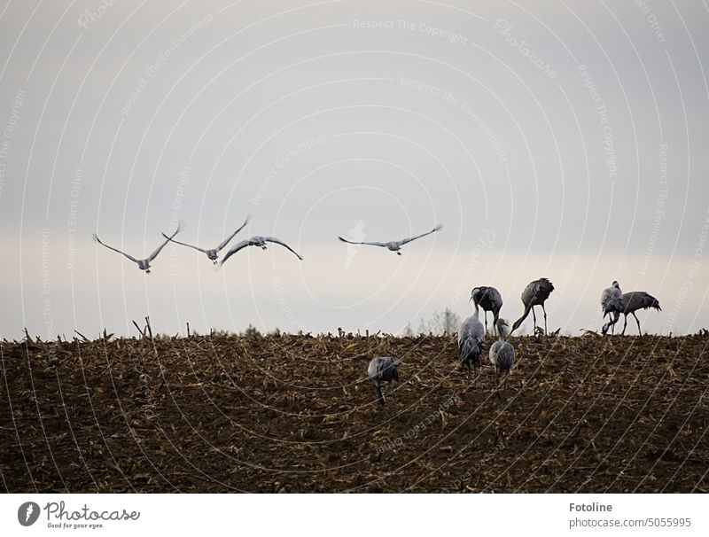 Auf einem abgeernteten Feld fressen sich Kraniche Speck für den langen Flug ins Winterquartier an. Einige fliegen los, um ein anderes Fleckchen zu finden. Vogel