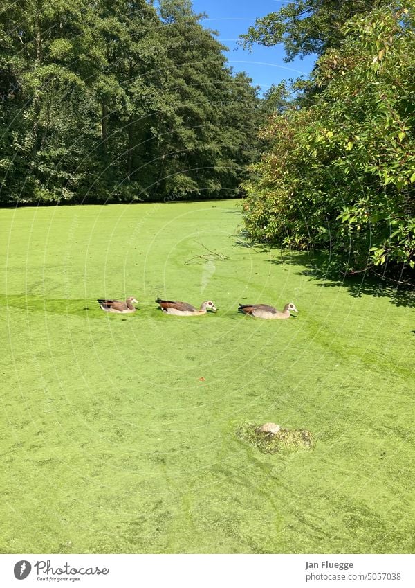 Asiatische Gänsefamilie Gans Familie Teich Entengrütze Natur Farbfoto Wildgans Freiheit Tiere Vögel Zugvogel Umwelt