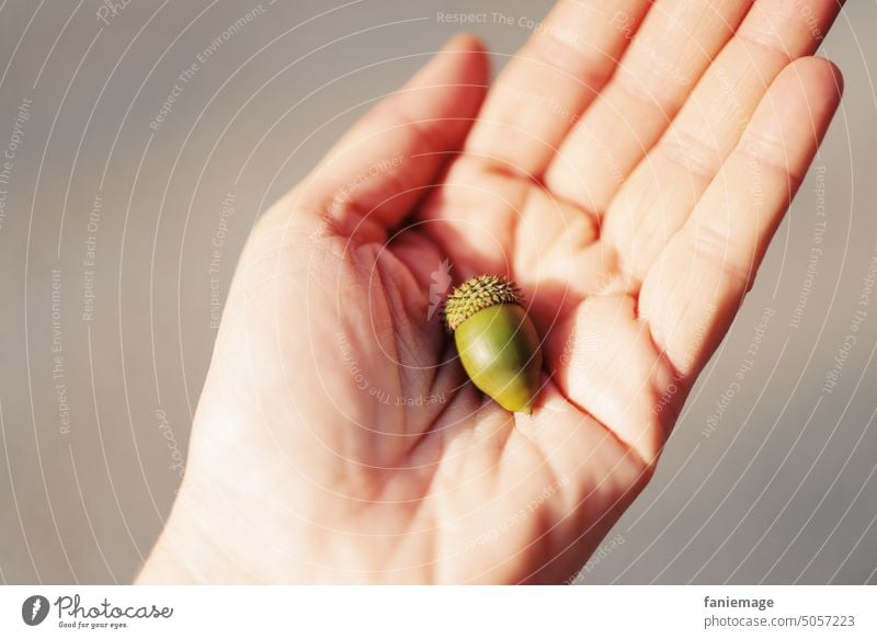 Kermeseiche Eiche Mittelmeer mediterran Vegetation Frucht Eichel Hand Detailaufnahme Grün beige halten präsetieren Hütte Natur pflanze wachsen Nahaufnahme