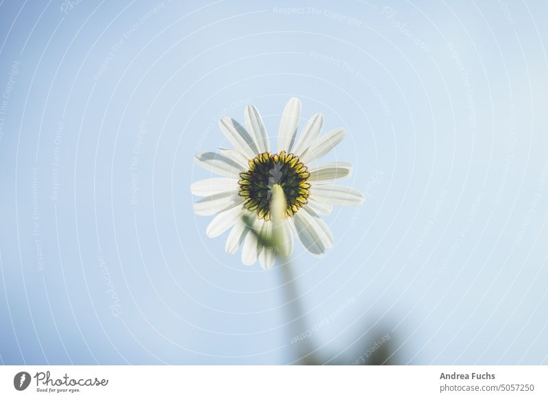 Margerite von unten himmel Froschperspektive Blume sommer