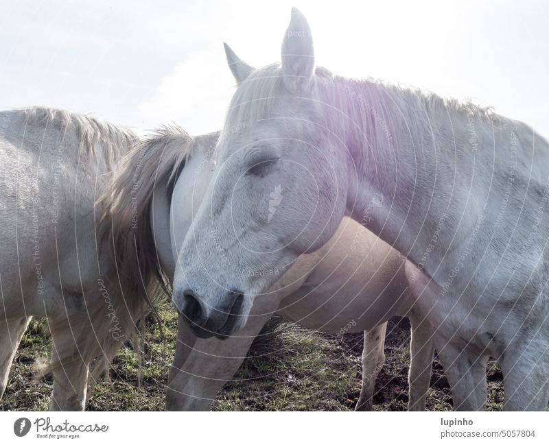 Camarguepferde stehen friedlich zusammen eng Nahaufnahme Herbst Italien Isonzodelta ruhig wild berührt augen geschlossen vormittag licht sanft